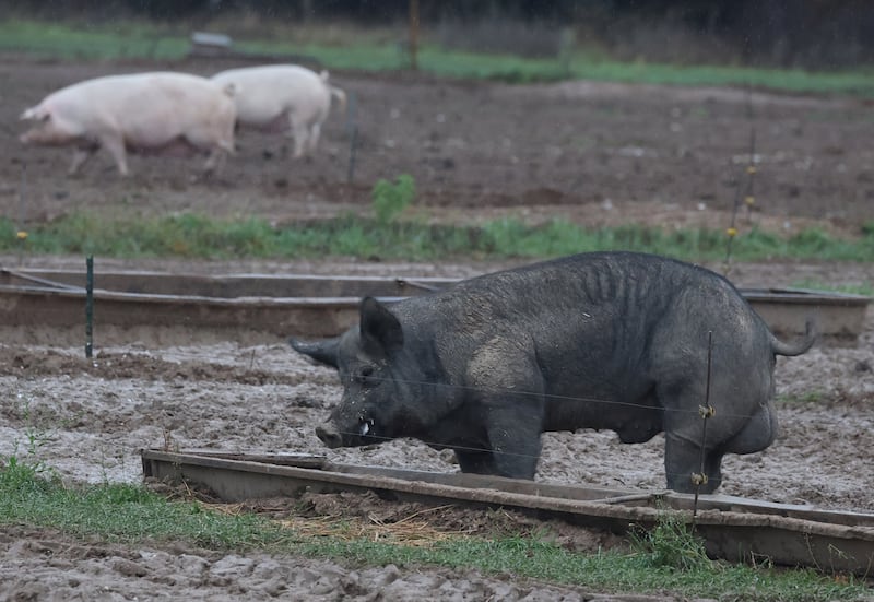 The Spanish region of Valencia is offering a cash reward for the culling of wild boar. Photograph: EPA