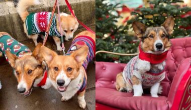 A Parade Of Corgis In Christmas Jumpers Is Coming To London This December