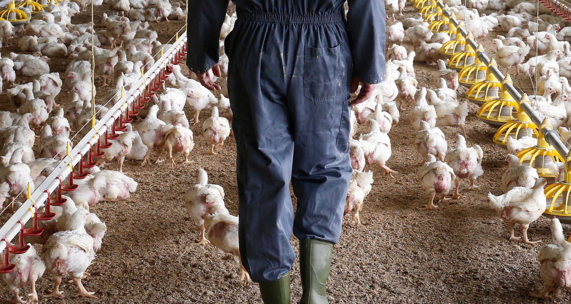 France advises flu vax for those working with poultry