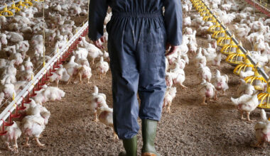 France advises flu vax for those working with poultry