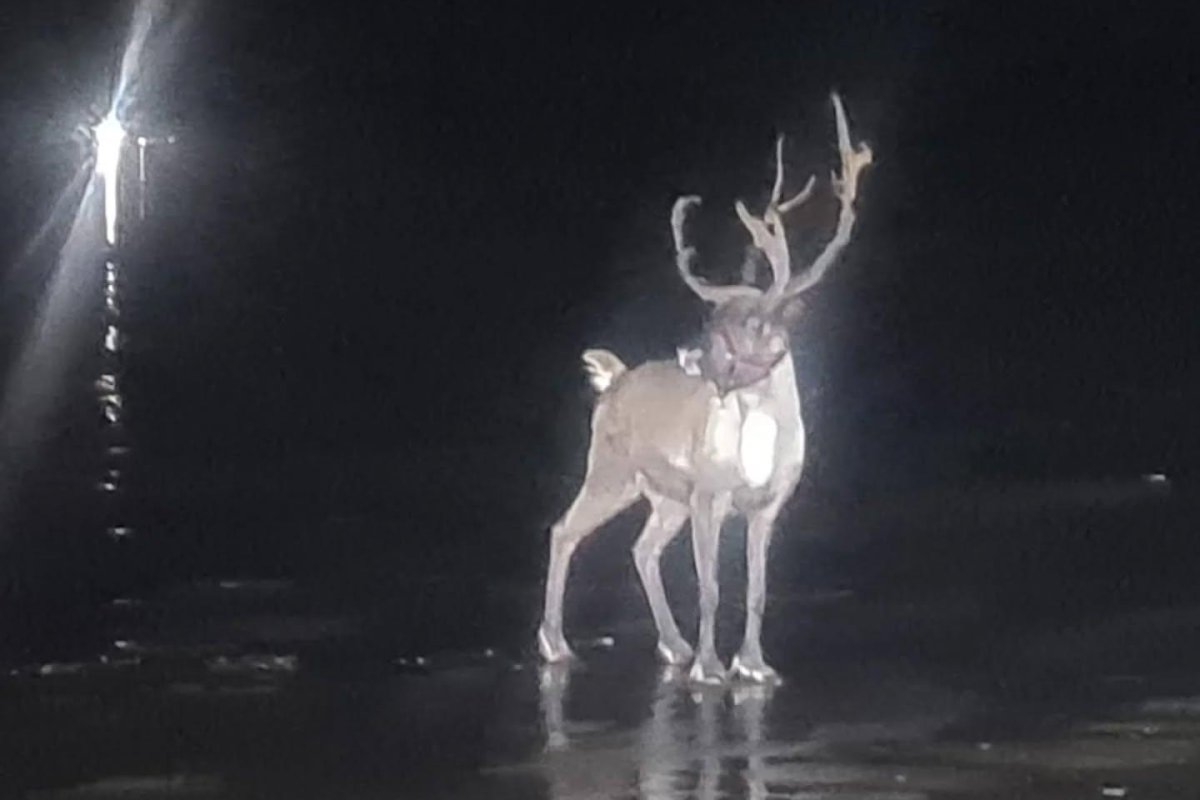 Look: Reindeer escapes Christmas event in England