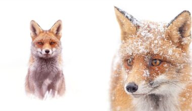 Ethereal Snowy Fox Portraits Recast the Animals From Sly to Sweet