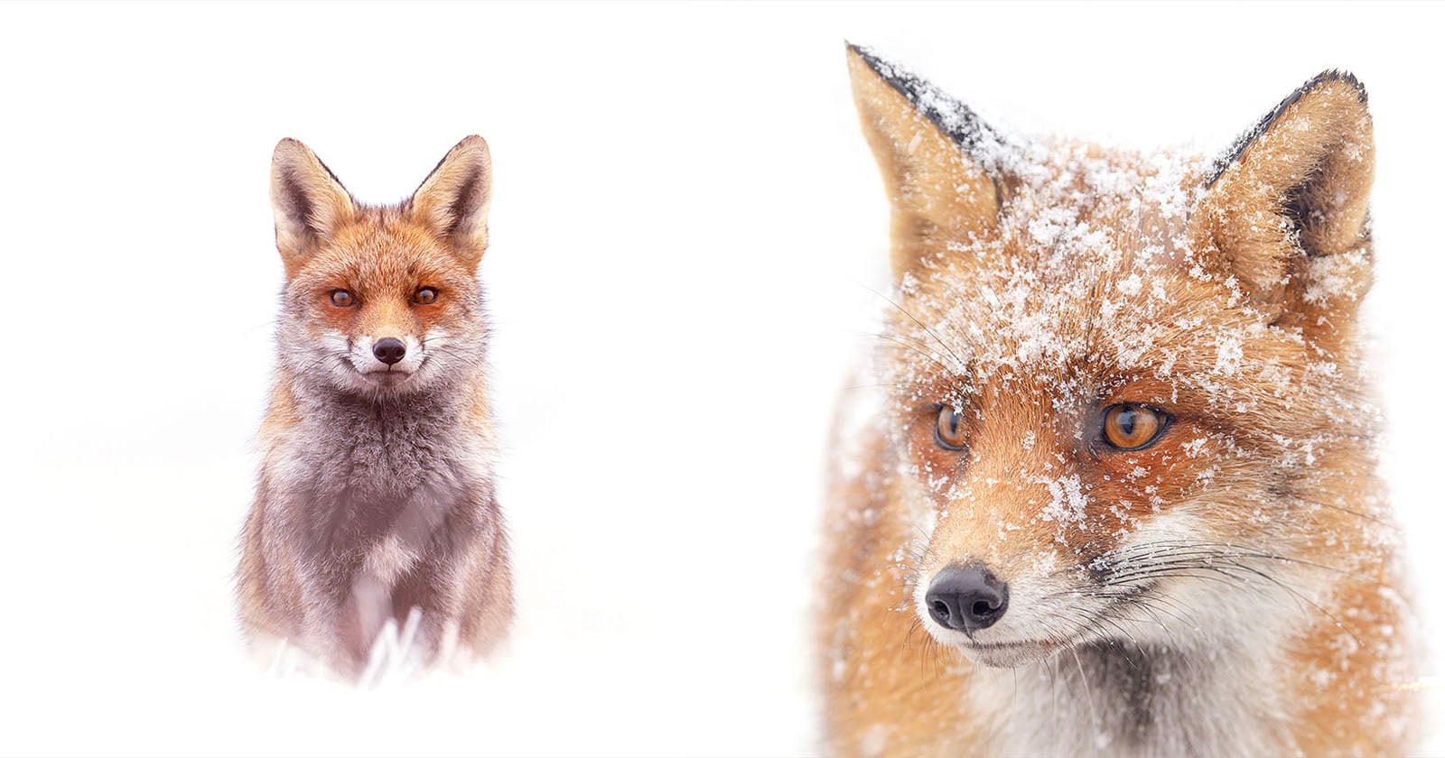 Ethereal Snowy Fox Portraits Recast the Animals From Sly to Sweet