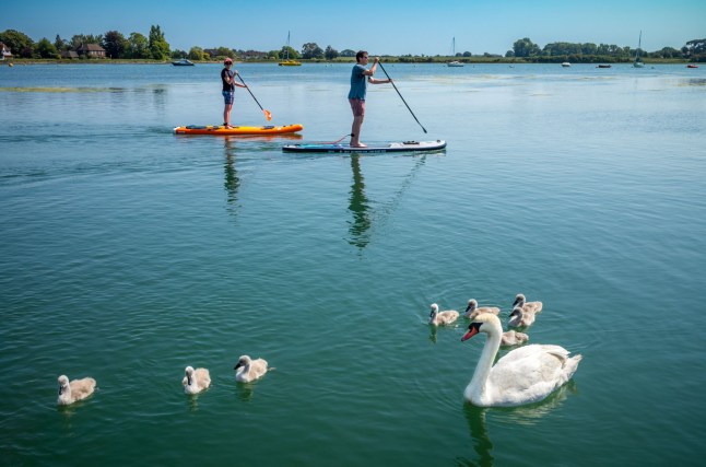 Two paddle boarders pass a mother swan (Cygnus) swan, known as a pen, and her eight cygnets in Chichester Harbor at Bosham in West Sussex, UK. (Photo by: Andy Soloman/UCG/Universal Images Group via Getty Images)