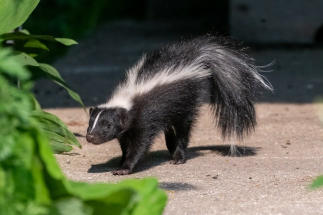 Young striped skunk searching for food
