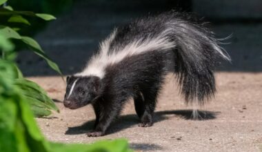 Man dies from rabies weeks after kidney transplant | News US