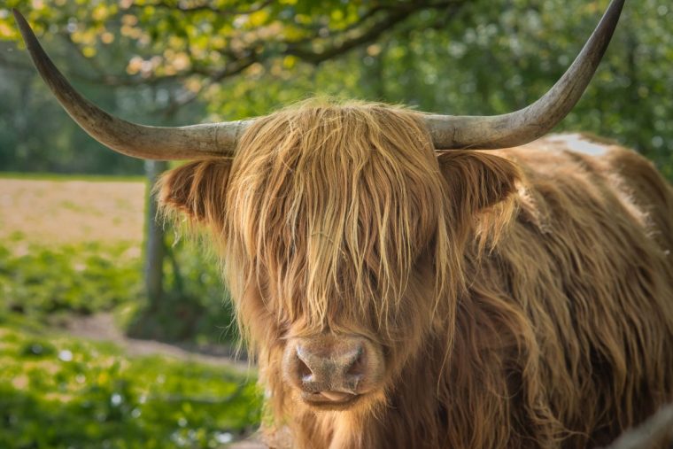 A Highland Cow in Pollok Country Park (Photo: Yvonne Stewart Henderson/Getty Images)