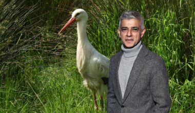 Sadiq Khan: I want to rewild London. First storks, then beavers (yes, really)
