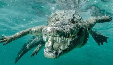 Saltwater Crocodile Has the Strongest Bite in the Animal Kingdom