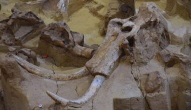 Scientists Thought They’d Found The Youngest Mammoth Ever, But A Dna Test Told A Different Story