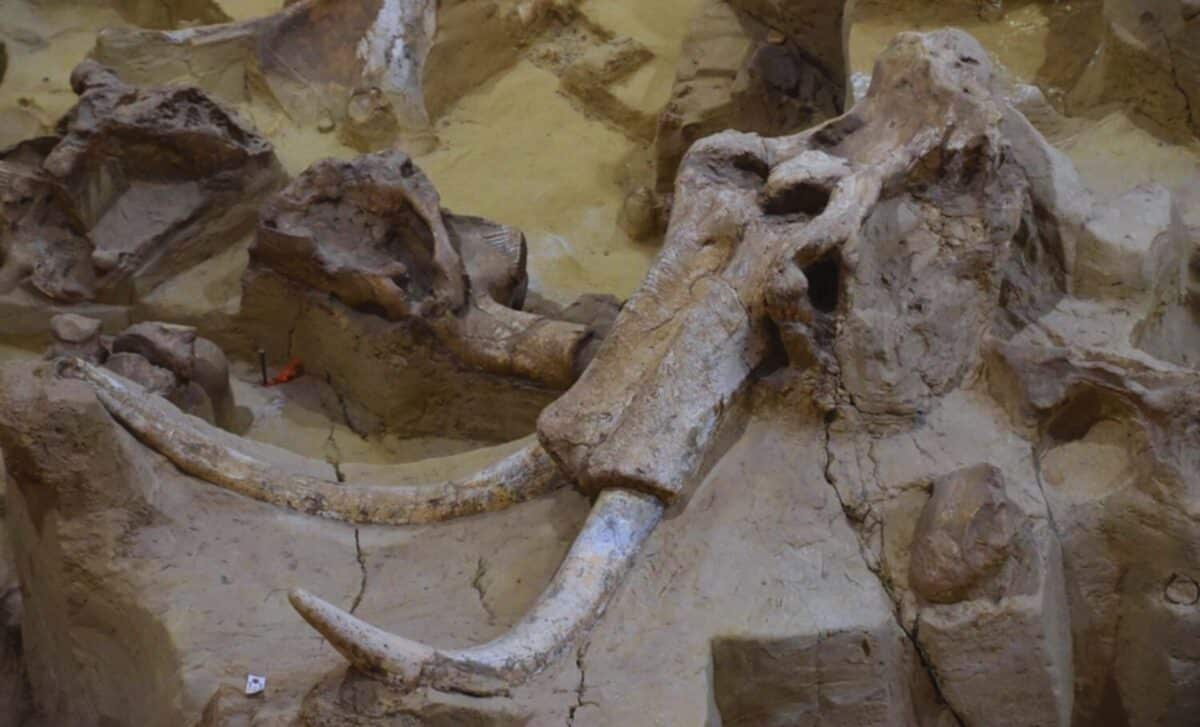 Scientists Thought They’d Found The Youngest Mammoth Ever, But A Dna Test Told A Different Story