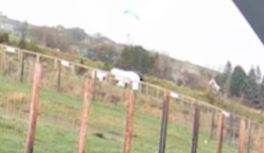 Watch: Paragliders’ narrow escape after almost landing in polar bear enclosure - The Independent