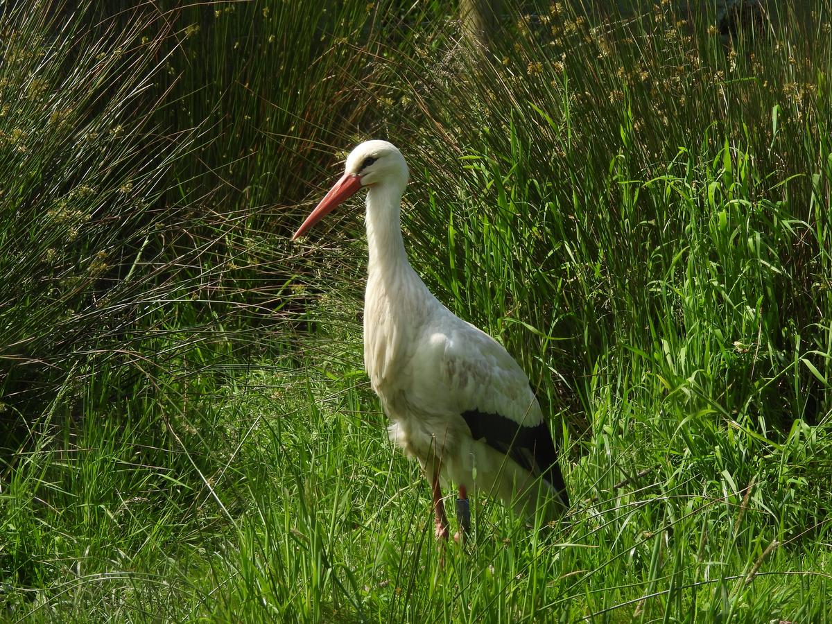 Laid in Dagenham: White storks to return to London for first time in 600 years - London Evening Standard