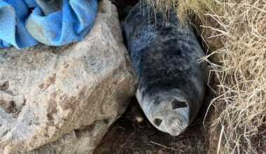 Look: Stuck seal rescued from between boulders in Scotland