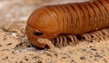 This Enormous Creature Roamed Earth Long Before Dinosaurs