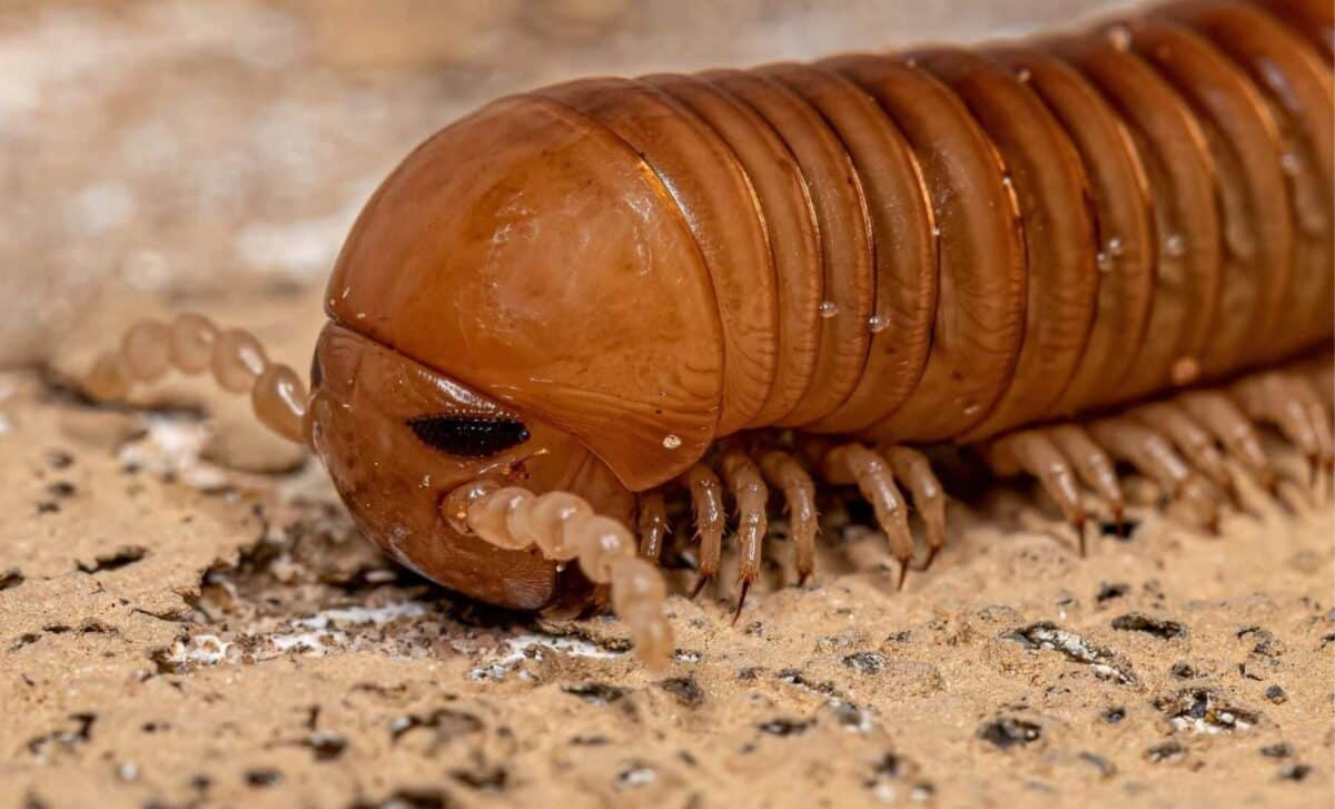 This Enormous Creature Roamed Earth Long Before Dinosaurs