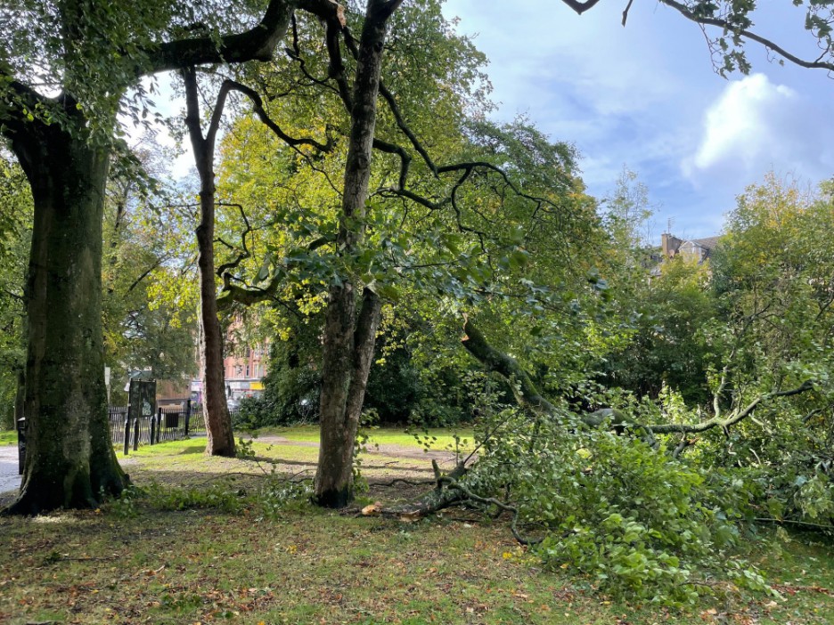 A large tree branch fallen on the grass after autumn weather.