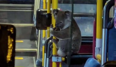 Watch: Wild koala rides the city bus in Brisbane, Australia