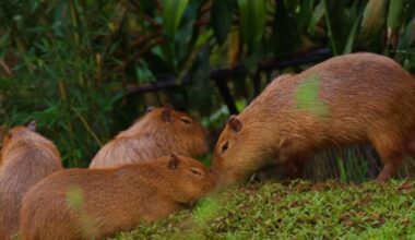 Wildlife center announces naming contest for four capybaras