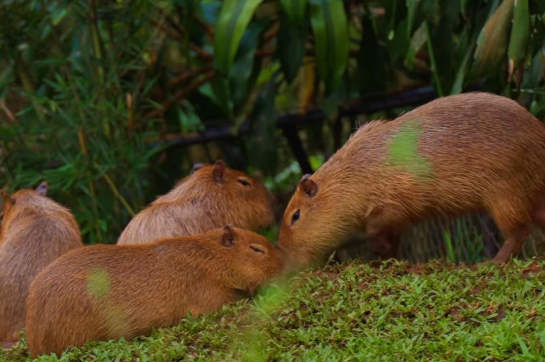 Wildlife center announces naming contest for four capybaras
