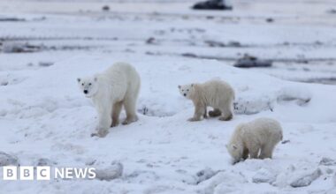 Mother polar bear seen interacting with adopted cub