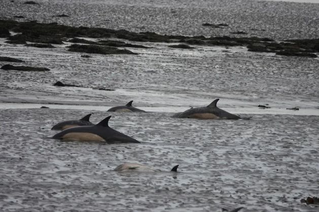 ‘Difficult and distressing’ two-day effort saves 20 dolphins stranded off Clare coast