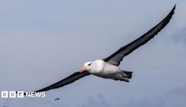 A white bird with brown wings and a distinctive hooked beak is pictured flying above a blue ocean.