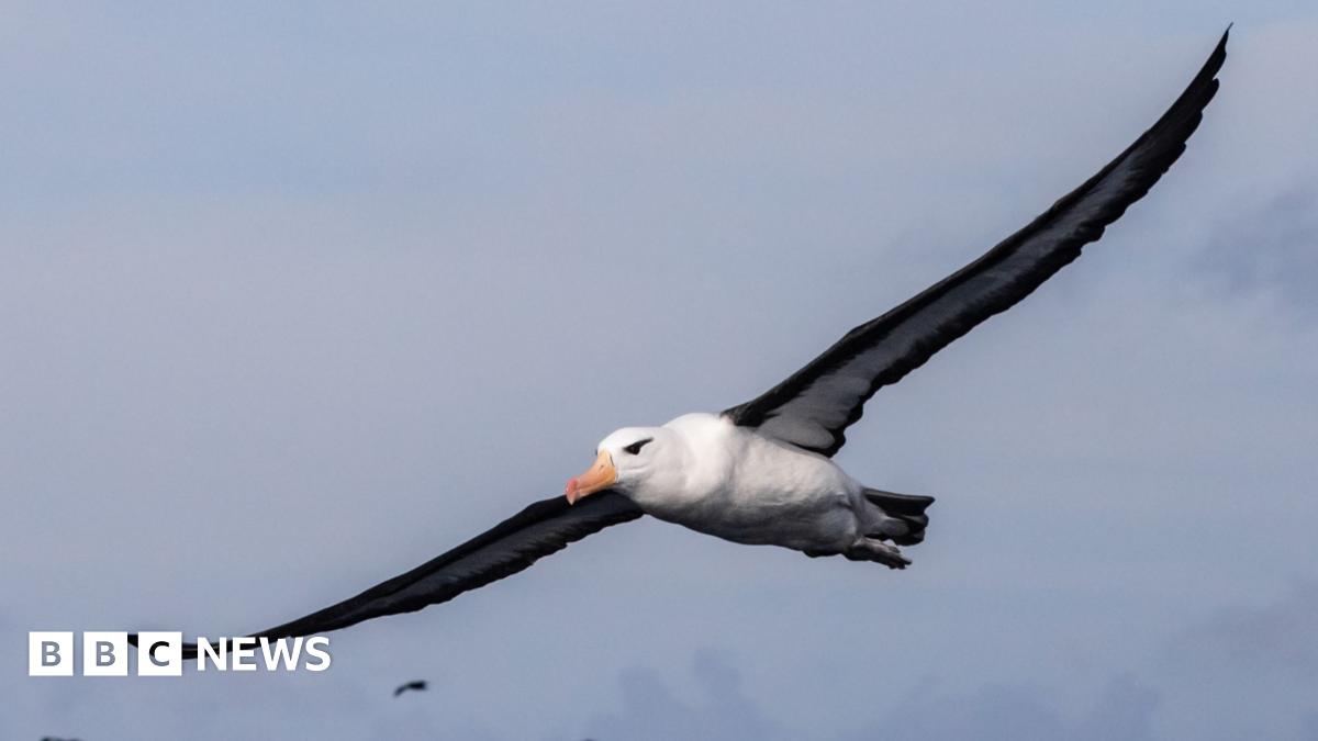 A white bird with brown wings and a distinctive hooked beak is pictured flying above a blue ocean.