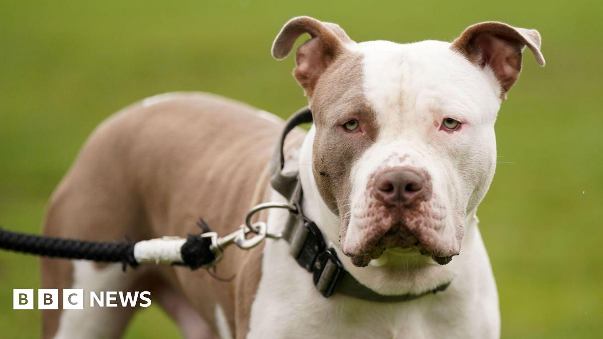 A white and tan coloured XL Bully on a lead.