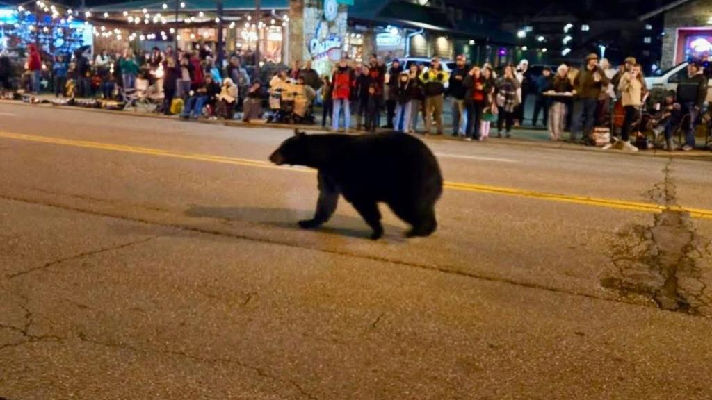 A black bear walks on a road in front of spectators at night.