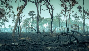 Amazon rainforest is transitioning to a 'hypertropical' climate — and trees won't survive that for long