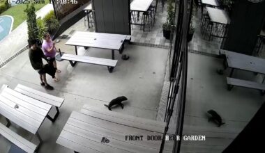 Baby seal waddles into New Zealand bar and heads to the bathroom: "Everyone was in shock"