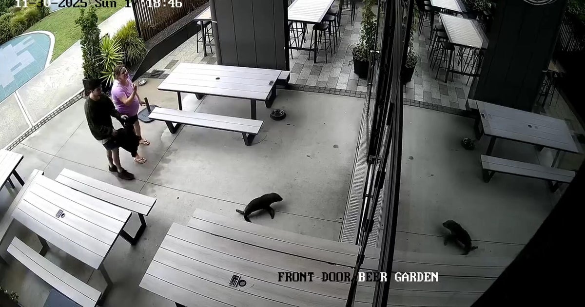 Baby seal waddles into New Zealand bar and heads to the bathroom: "Everyone was in shock"