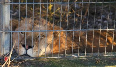 Lion and bear kept as pets in Albania find new homes in German wildlife sanctuaries