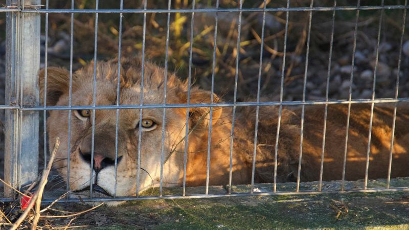 Lion and bear kept as pets in Albania find new homes in German wildlife sanctuaries