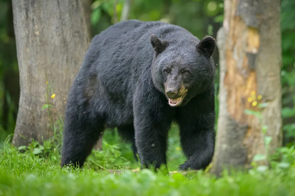 Getty A stock image of a black bear.