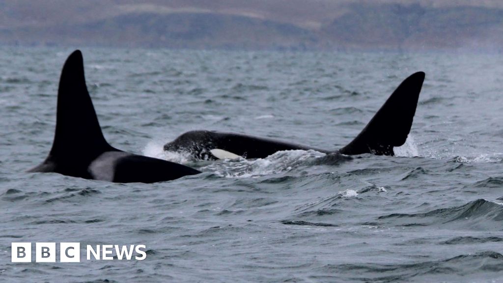 Rare sighting of Orca group's last survivors off west coast of Scotland