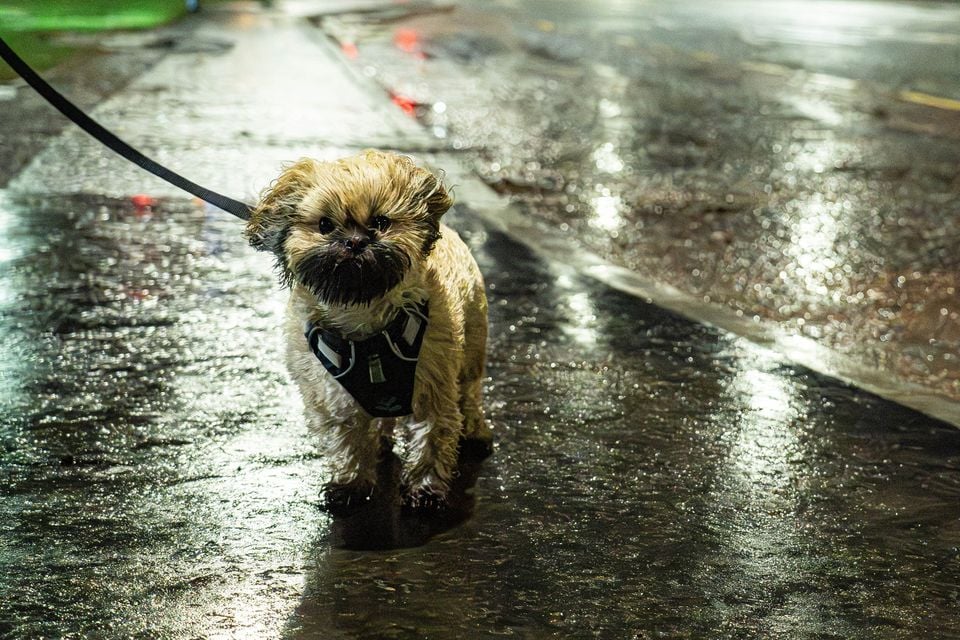 Storm Bram in Carrickfergus on 9th December 2025 (Luke Jervis/Belfast Telegraph)