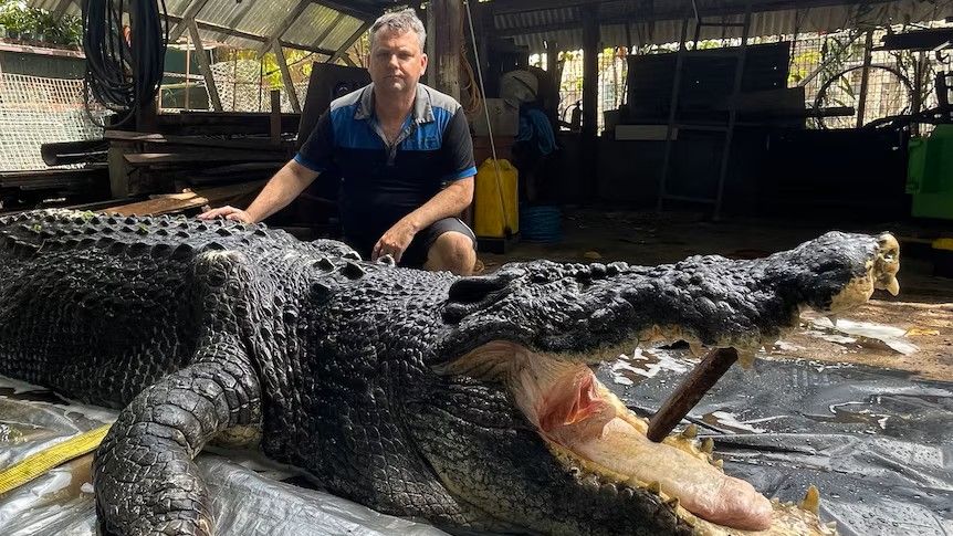 The manager of a crocodile park in Australia with the carcass of Cassius, a 120-year-old crocodile.