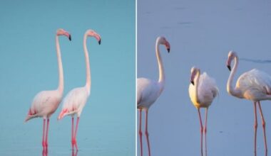 First flamingos of the season return to Larnaca while their numbers continue to decline, KNEWS