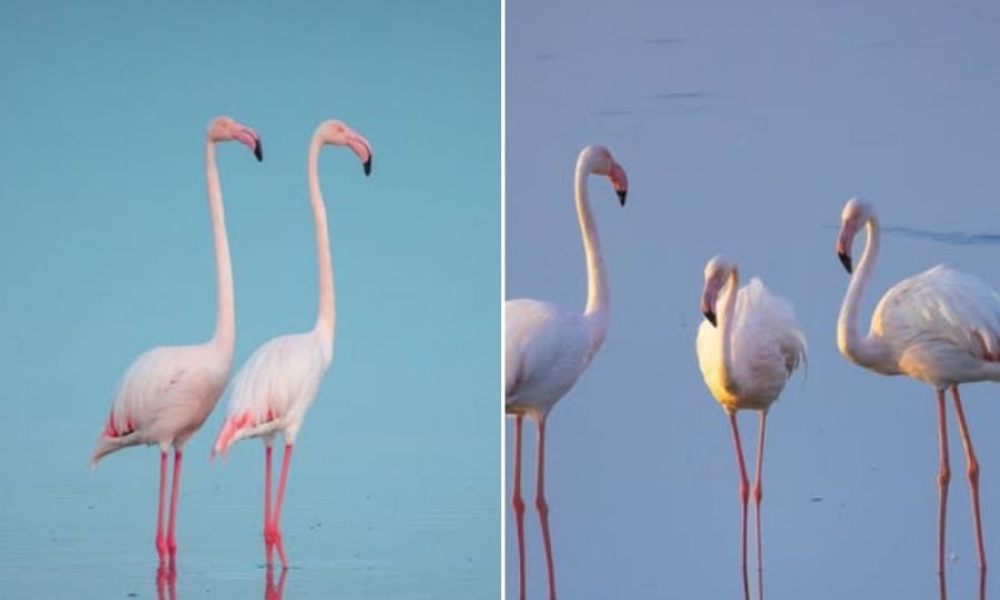 First flamingos of the season return to Larnaca while their numbers continue to decline, KNEWS