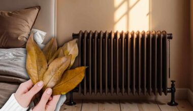 Bay leaves on radiators : exploring potential benefits and traditional uses