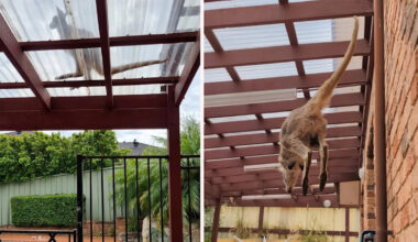 Experts stumped as sensational 'kangaroo' coincidence occurs twice in 5 years on Aussie street