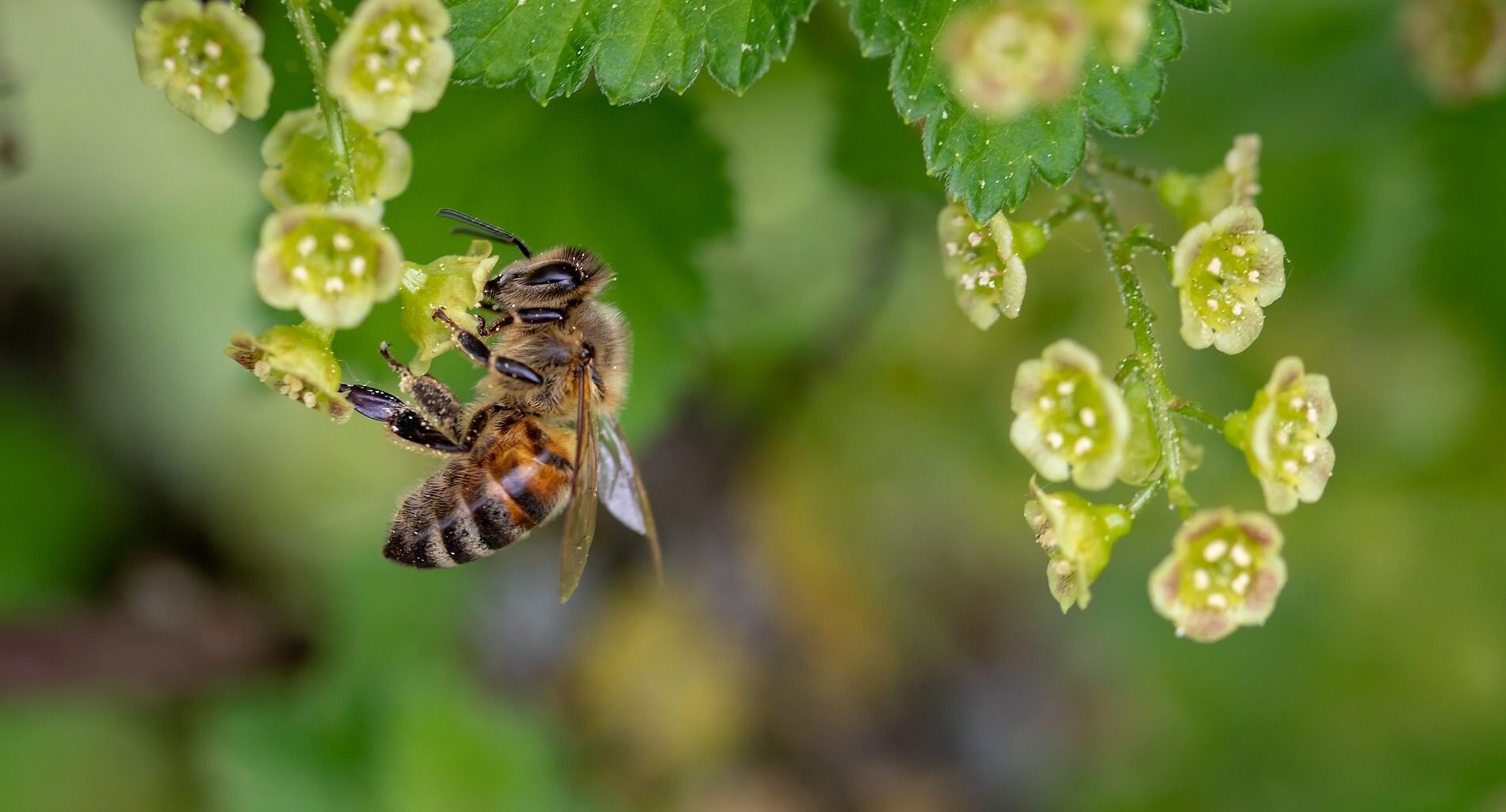 A bee on a plant.