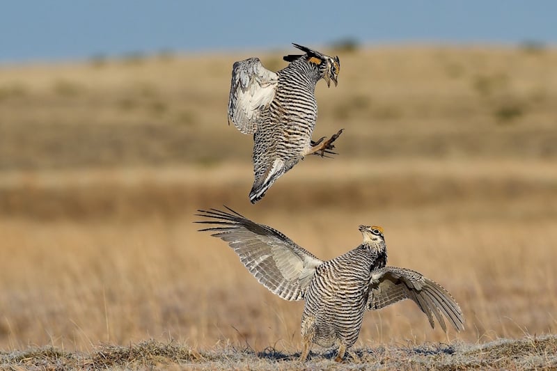 Two prairie chickens jumping 