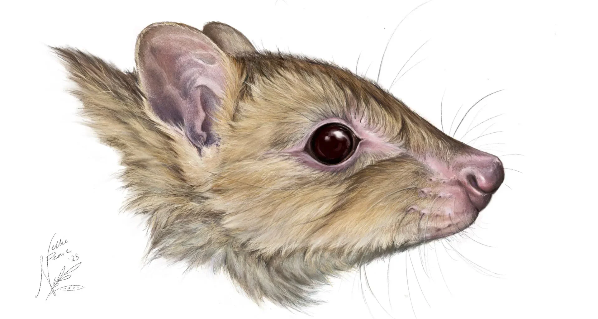 New ghost marsupial related to the kangaroo found in Australia