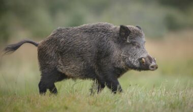 Wild boars causing extensive damage