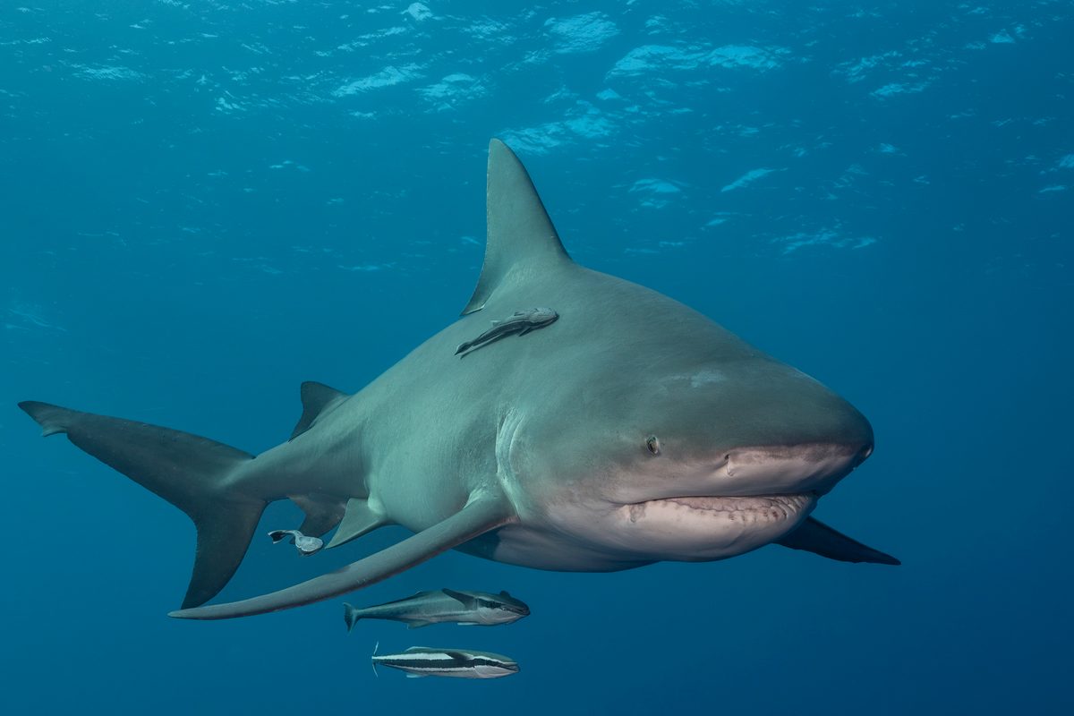 A lone Bull Shark swims just below the ocean’s surface, offshore West Palm Beach, Florida
