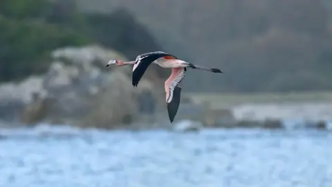 Mickaël Belliot A juvenile flamingo flying above water. The bird has a mixture of pink and black feathers and has some feathers clipped on its right wing. There are rocks and trees in the background and some smaller birds flying beneath the flamingo.