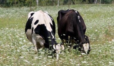 The Impartial Reporter